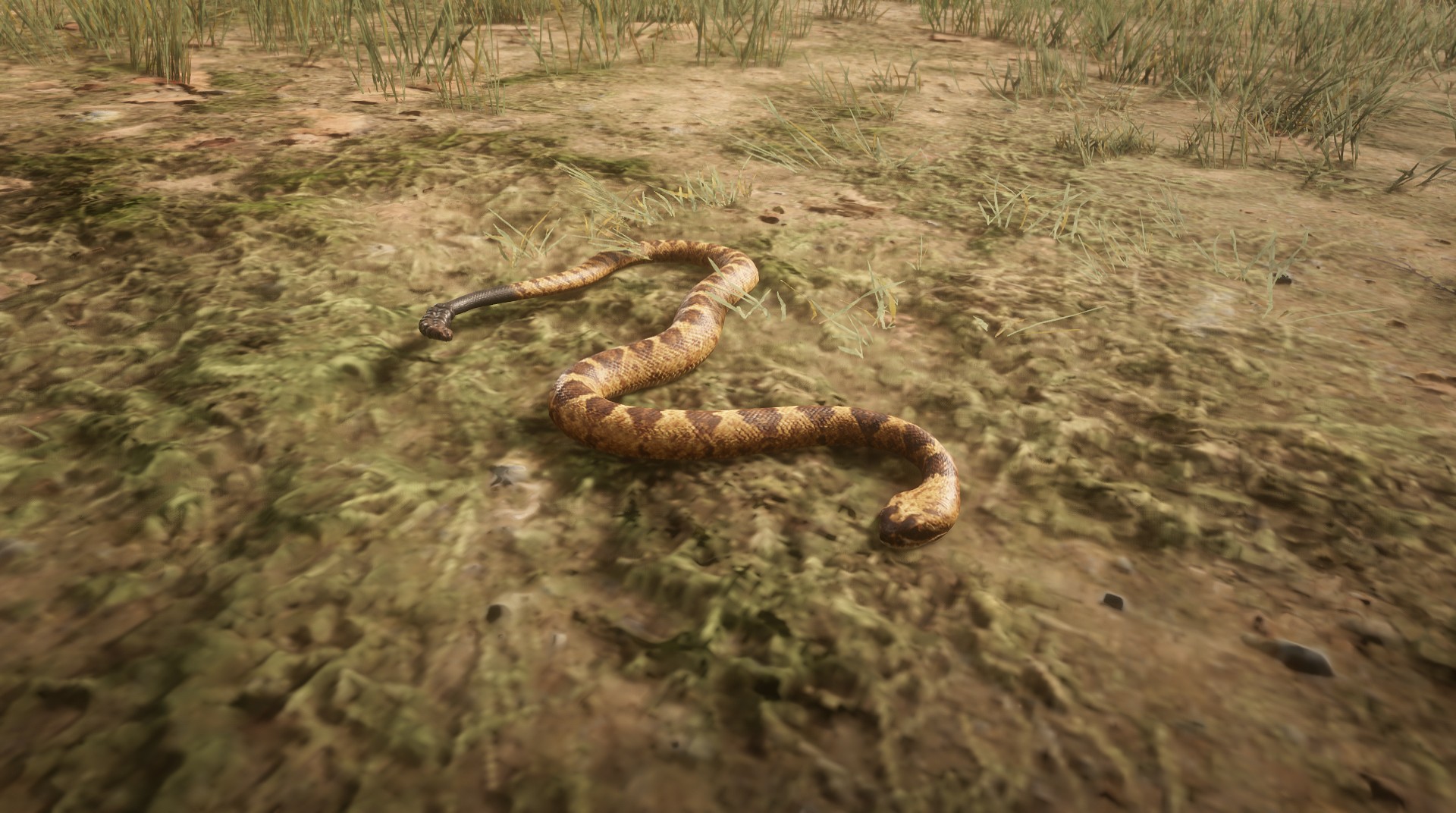 Black-tailed Rattlesnake - RED DEAD REDEMPTION 2 情報&攻略@ wiki | RDR2
